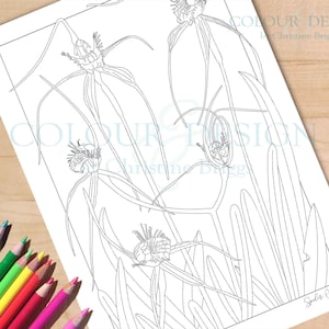 Páginas para colorir de flores silvestres australianas, orquídea aranha para imprimir, folhas para colorir de flores nativas, páginas para colorir botânicas para adultos, A4 e carta