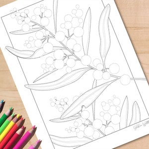 Página para colorear de flores silvestres australianas, acacia dorada imprimible, hoja para colorear de flores nativas, descarga digital botánica, tamaño A4 y carta de EE. UU.