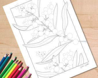 Australian Wildflower Colouring Page, Golden Wattle Printable, Native Flower Coloring Sheet, Botanical Digital Download, A4 and US Letter