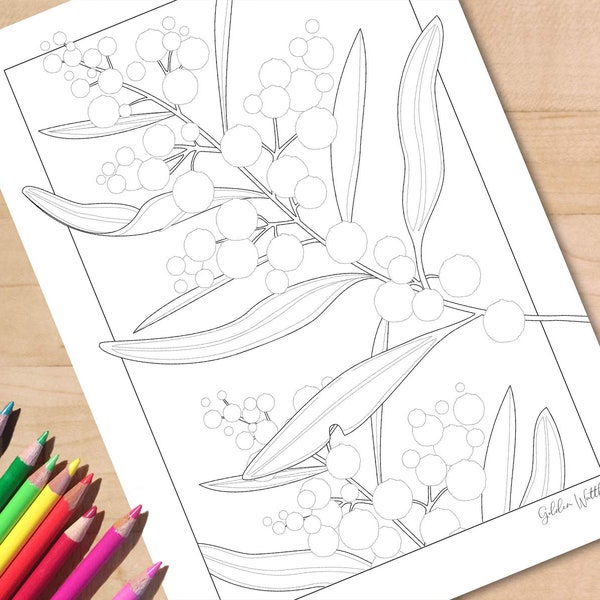 Coloriage de fleurs sauvages australiennes à imprimer. Feuille de coloriage botanique Golden Wattle Acacia, fleur en téléchargement numérique, A4 et lettre US