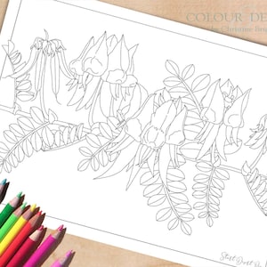 Página para colorear de flores silvestres australianas. Guisante del desierto de Sturt para imprimir, hoja para colorear botánica, descarga digital de flores nativas, tamaño A4 y carta de EE. UU.