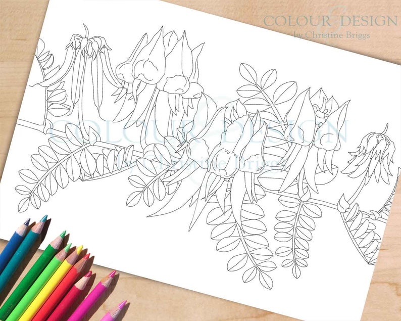 Australian Wildflower Colouring Page. Sturt's Desert Pea Printable