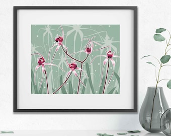 Impression encadrée Orchidée araignée : art botanique fleurs sauvages australiennes