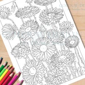 Página para colorear de flores silvestres australianas, flores perennes imprimibles, flora nativa para colorear, margaritas de papel para colorear para adultos, tamaño A4 y carta