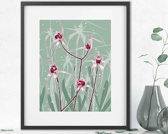 Impression encadrée Orchidée araignée : art botanique fleurs sauvages australiennes