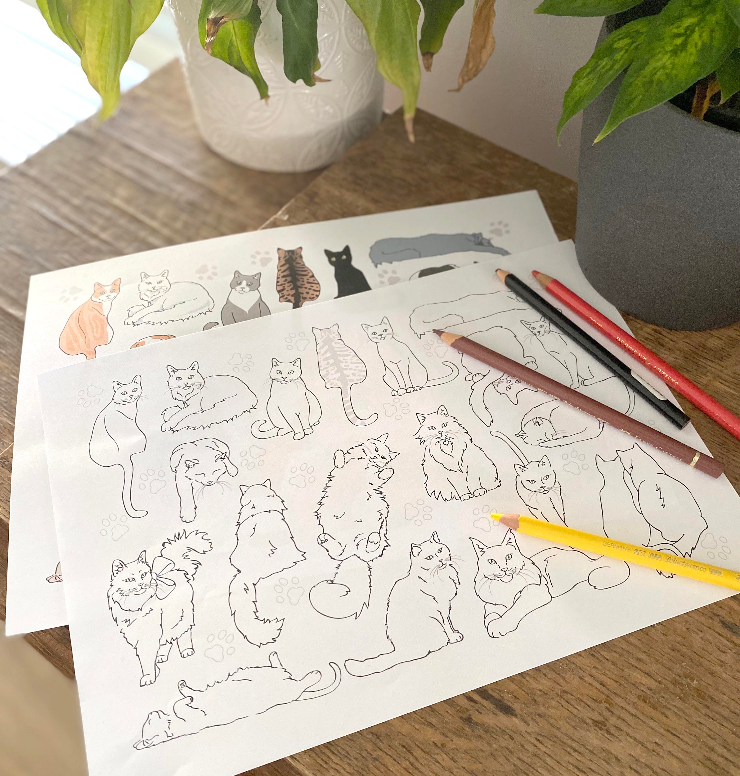 Cat Coloring Page Realistic Cat Breeds Printable Adult Colouring Page