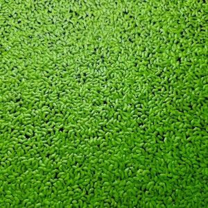 Lenteja de agua (Lemna): planta de estanque de acuario viva oxigenante y de rápido crecimiento; Agua Fría, Templada y Tropical (10g)