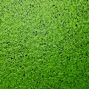 Duckweed (Lemna) - Fast Growing, Oxygenating Live Aquarium Pond Plant; Cold, Temperate & Tropical Water (10g)