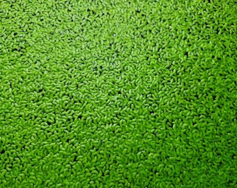 Duckweed (Lemna) - Fast Growing, Oxygenating Live Aquarium Pond Plant; Cold, Temperate & Tropical Water (10g)