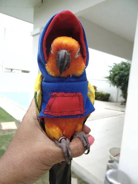 macaw sweater