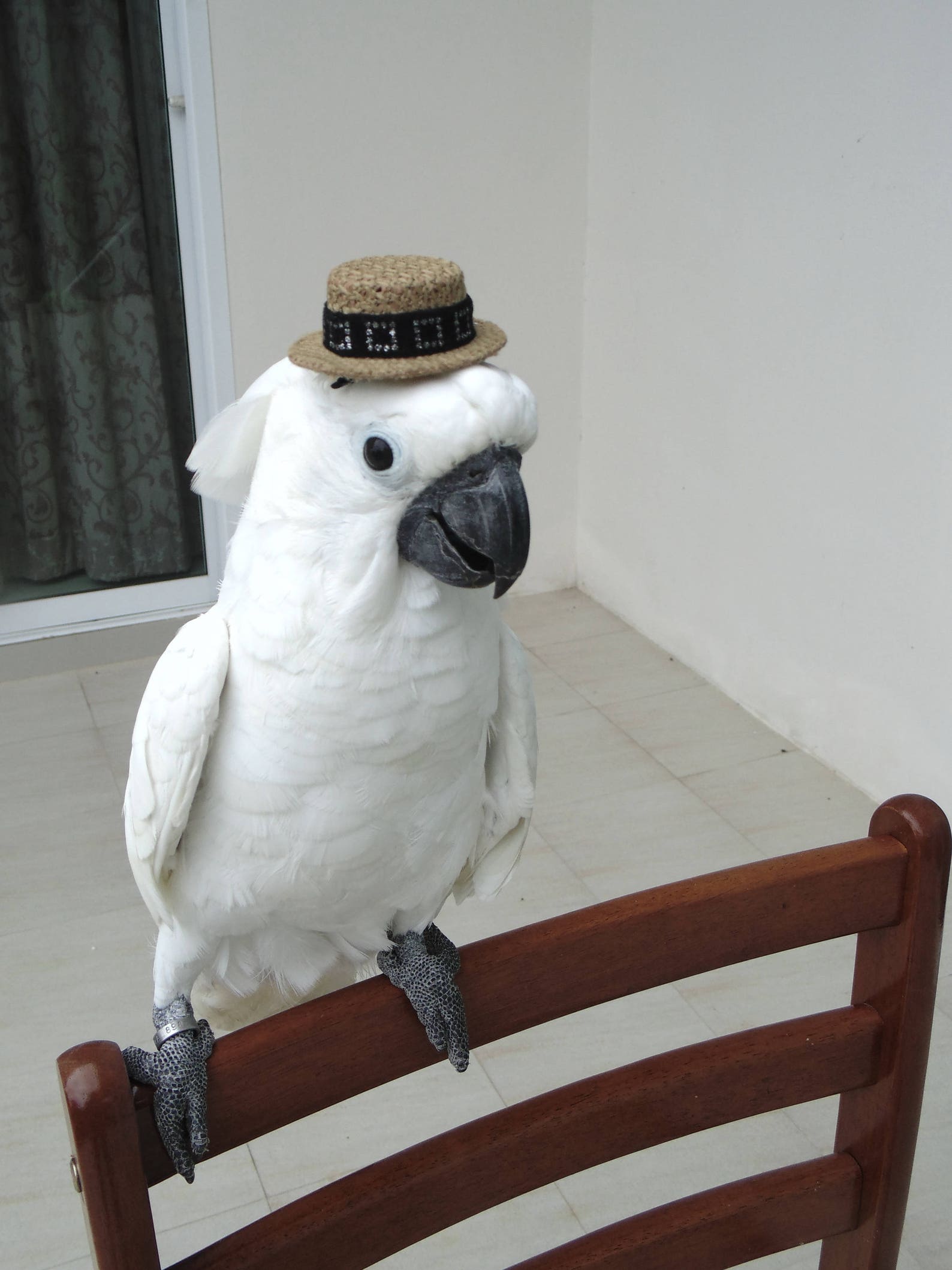 ParrotBirdHatcockatooMacawConureDogCatpet customesHat Etsy