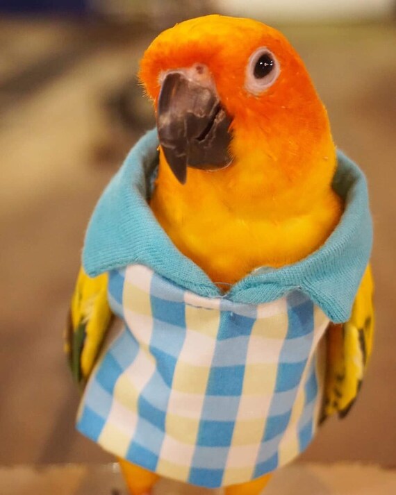 Parrot Bird Cockatiel Cockatoo Parakeet Macaw Conure Hoodie Etsy