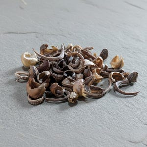 Semillas de caléndula / Planta de tinte natural / Flores con impresión ecológica / 25 semillas por paquete