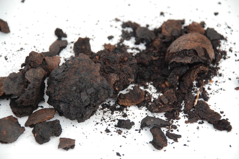 dark brown, black walnut shells crushed