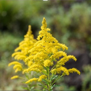 May include: A close-up of a cluster of bright yellow goldenrod flowers in bloom. The flowers are arranged in a tall, slender shape, with delicate petals and a soft, feathery texture.