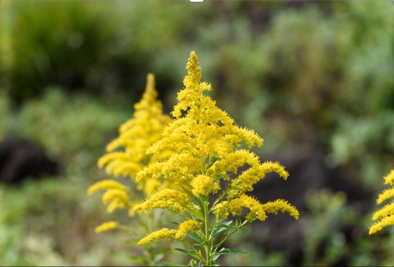 May include: A close-up of a cluster of bright yellow goldenrod flowers in bloom. The flowers are arranged in a tall, slender shape, with delicate petals and a soft, feathery texture.