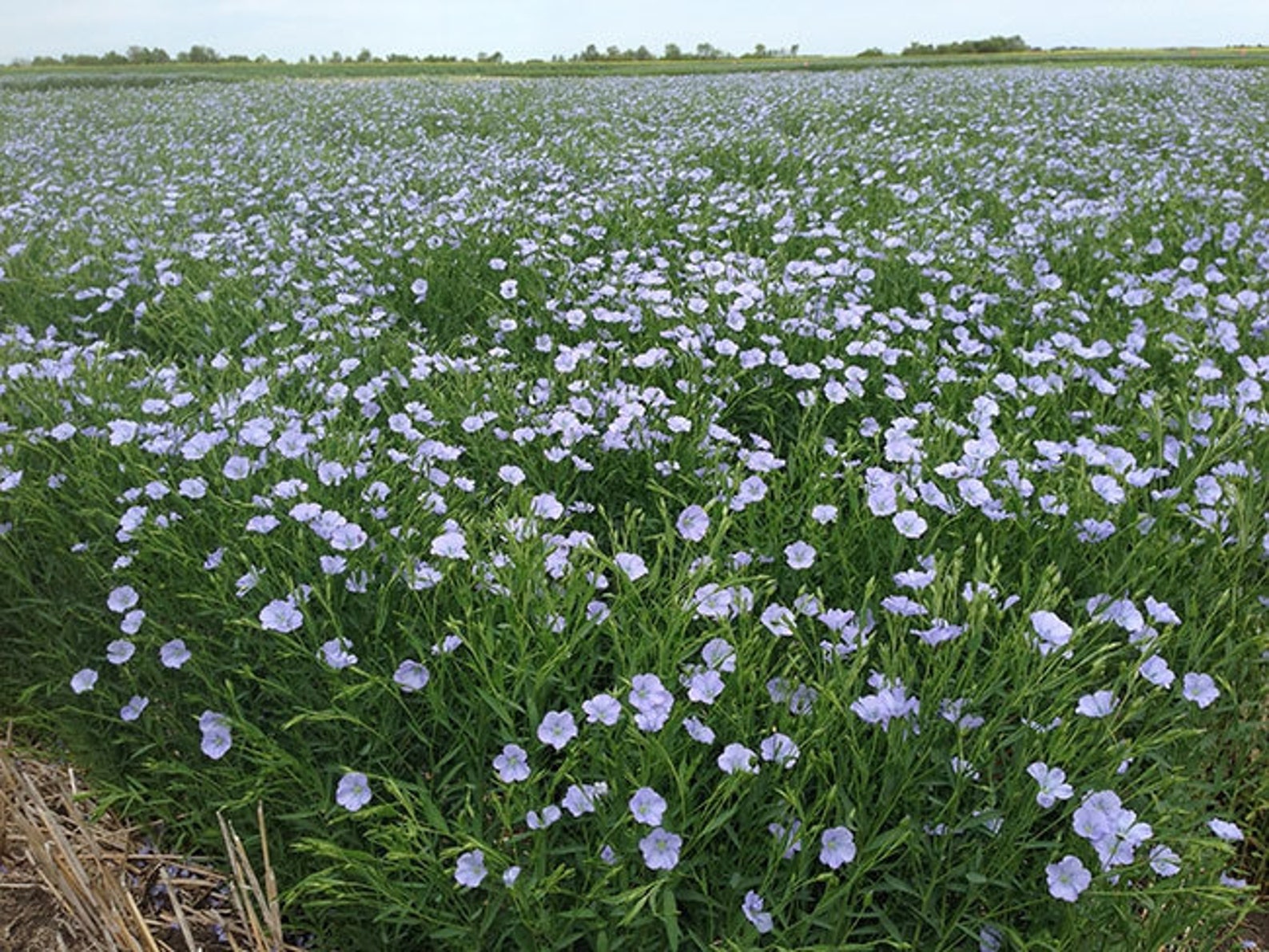 LINEN FABRIC 'LINON' Soft White Undyed Natural Etsy