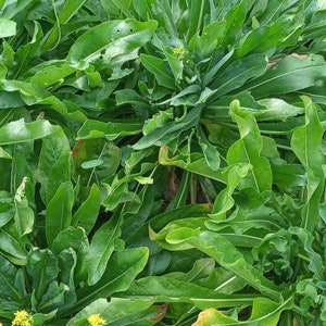IRISH WOAD SEEDS ~ Blue Dye Plant | Grown in Ireland | Over 100 Seeds for Eco Printing & Natural Dyeing, for dyeing blue