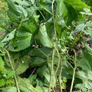 May include: Close-up of green leaves with jagged edges and visible veins. The leaves are clustered together, with some stems visible. The stems have a reddish-brown pattern. The image is taken outdoors, with a natural, organic theme.