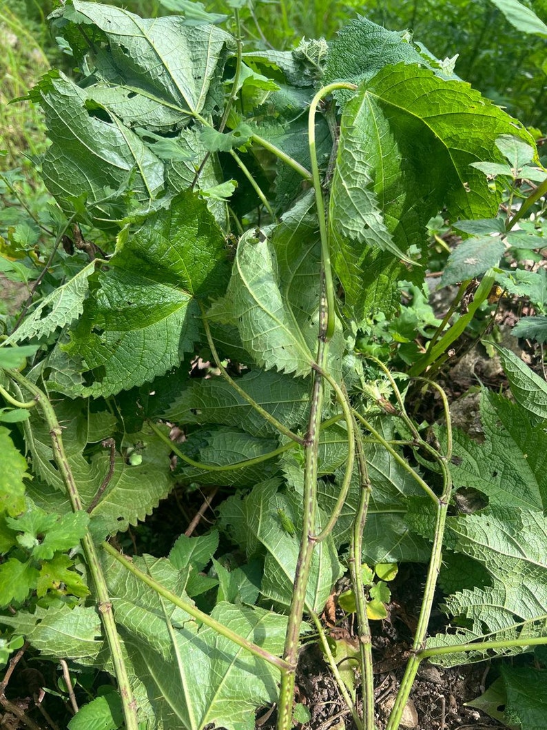 May include: Close-up of green leaves with jagged edges and visible veins. The leaves are clustered together, with some stems visible. The stems have a reddish-brown pattern. The image is taken outdoors, with a natural, organic theme.