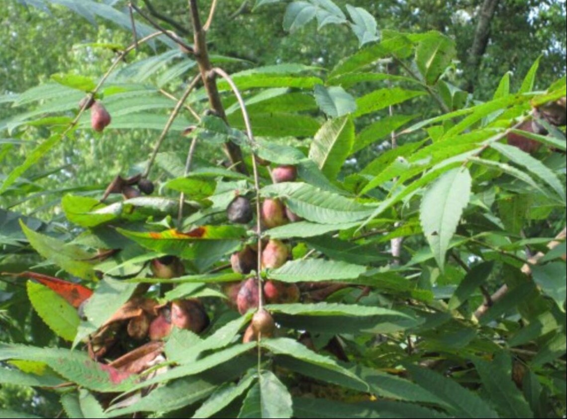 SUMAC GALLNUT EXTRACT – Natural Tannin for Dyeing, Pre-treatment ...