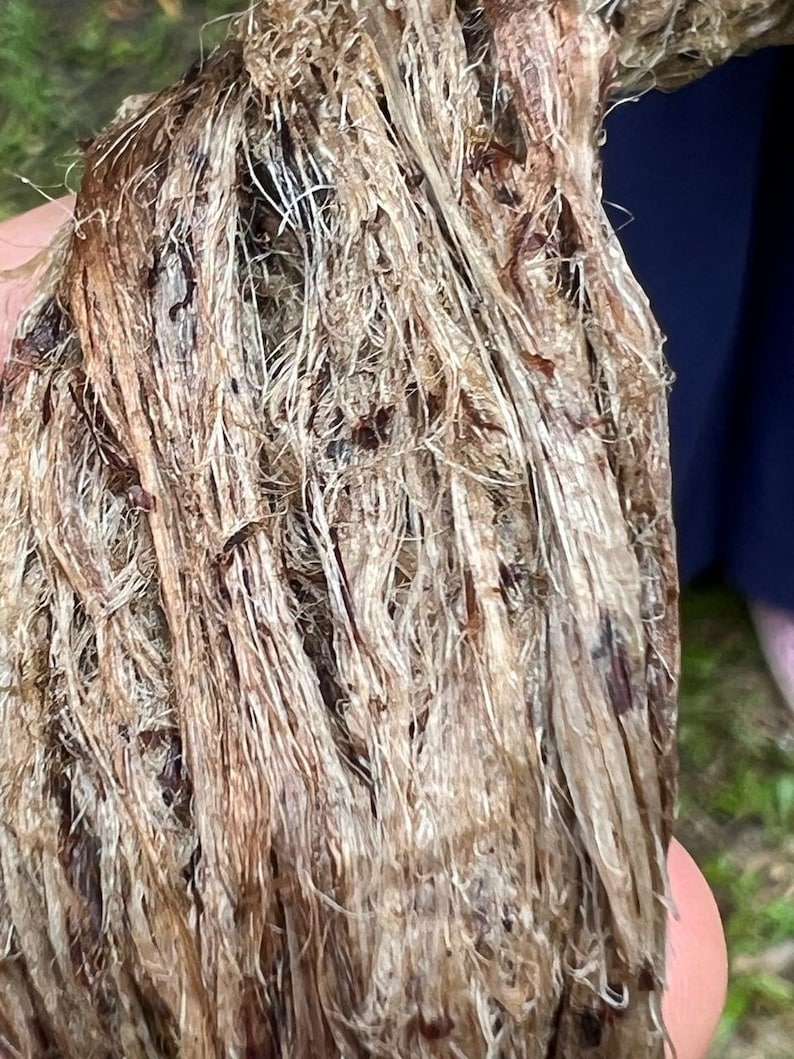 May include: Close-up of a fibrous, textured object with a mix of light brown and darker brown tones. The material appears to be made of many thin, interwoven strands, creating a rough, organic texture. The object is held in a person's hand.