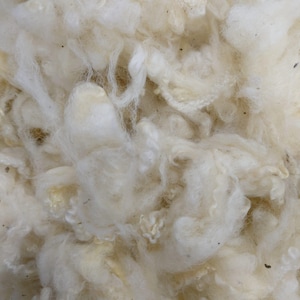 IRISH WOOL Locks/Fleece ~ do przędzenia, filcowania, farbowania, majsterkowania, wypychania, włosów dla lalek, filcowania, przędzenia przędzy, tkania, włókien teksturowanych