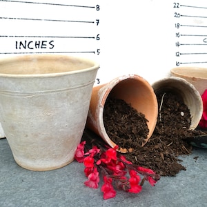 Könnte beinhalten: Drei Terrakotta-Töpfe, einer aufrecht und zwei umgekippt, mit brauner Blumenerde, die herausfällt. Die Töpfe stehen neben einer weißen Tafel mit einem Lineal, das in Zoll und Zentimetern markiert ist. Rote Blumen sind um die Töpfe herum verstreut.