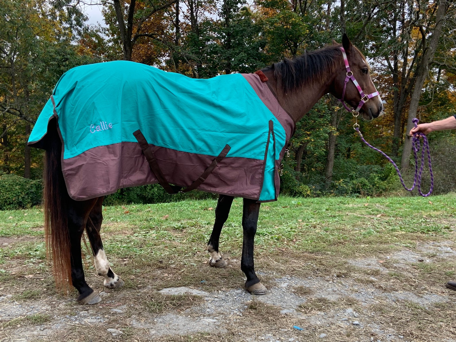 Personalized Horse Blanket Embroidered Horse Sheet Horse Etsy