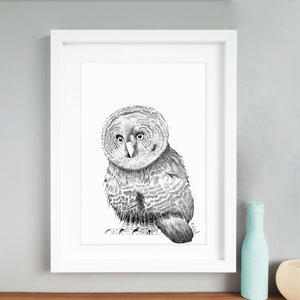 Baby Owl Print - British Wildlife - A3 illustration - Gallery Wall Art