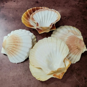May include: Five scallop shells in various sizes and shades of white and brown. The shells are arranged in a cluster on a brown surface.
