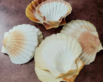 May include: Five scallop shells in various sizes and shades of white and brown. The shells are arranged in a cluster on a brown surface.