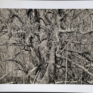 White Ash Tree, Beauharnois - Art Photo Inkjet Print
