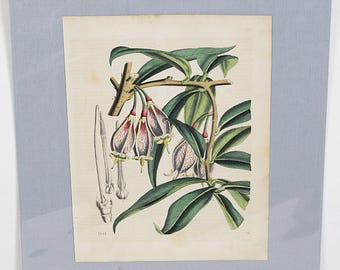 1852 Botanical Lithograph 12 x 16 3/4 Exotic Flower Hand Colored Engraving Engraved Print 19th Century Illustration Picture Wall Hanging