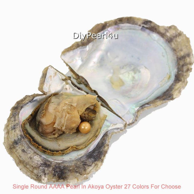 Akoya Oyster with pearl,7-8mm Round AAAA Pearl in Oyster,Saltwater Pearl Oyster Akoya Pearl Oyster Color 20#