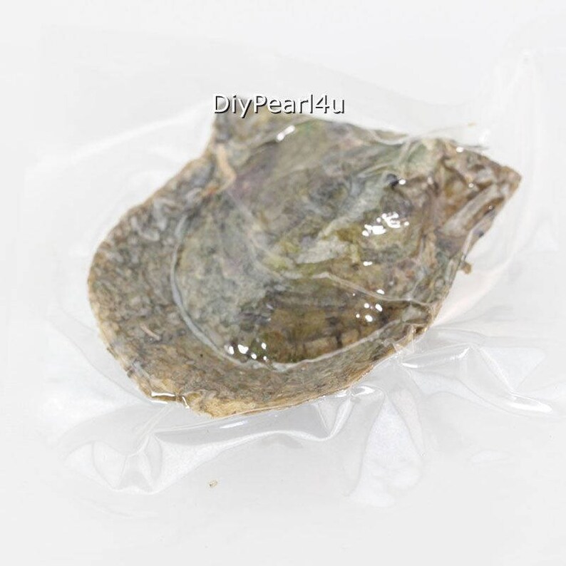 Akoya Oyster with pearl,7-8mm Round AAAA Pearl in Oyster,Saltwater Pearl Oyster Akoya Pearl Oyster Color 20#