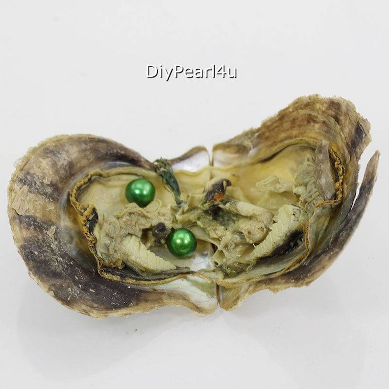 20pcs Twins 68mm AAAA round saltwater akoya pearl oysters with pearls