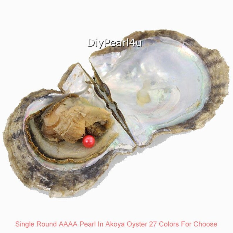 Akoya Oyster with pearl,6-7mm Round AAAA Pearl in Oyster,Saltwater Pearl Oyster Akoya Pearl Oyster Color 5#