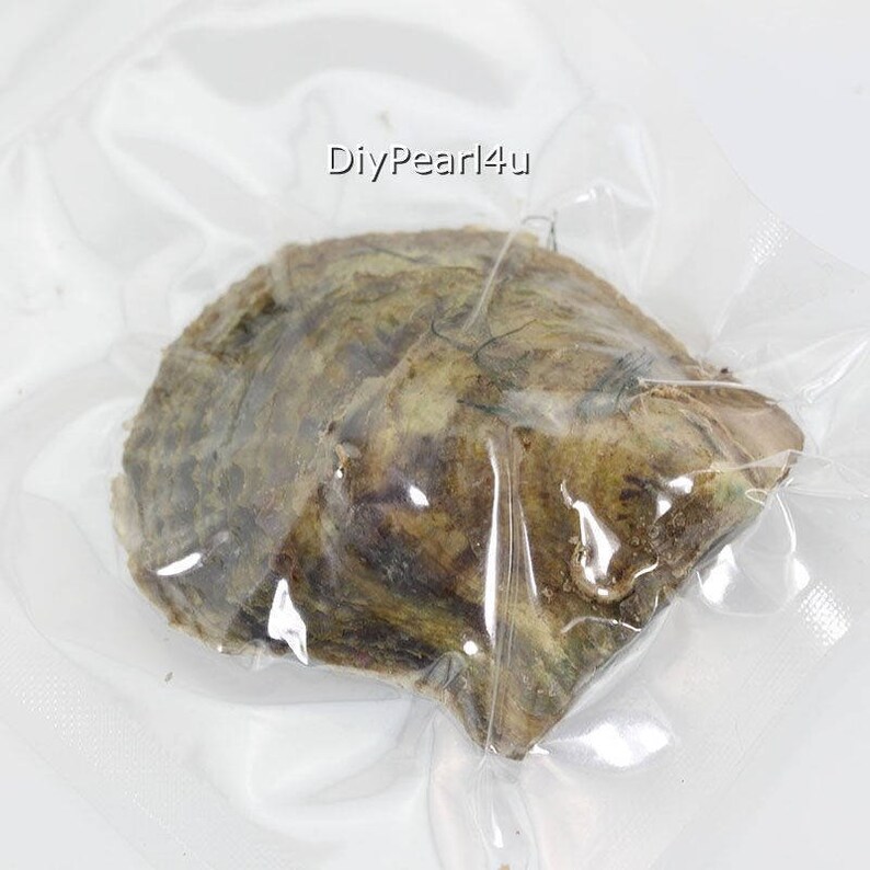 Akoya Oyster with pearl,6-7mm Round AAAA Pearl in Oyster,Saltwater Pearl Oyster Akoya Pearl Oyster Color 5#