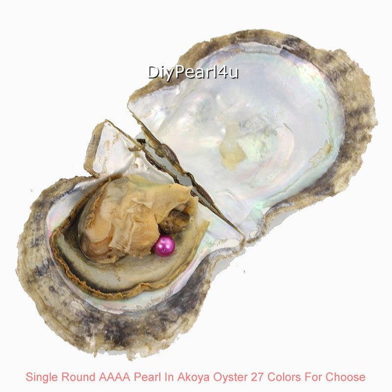6-8mm Akoya Saltwater Oysters with Pearl inside set of 50 bulk oysters wholesale