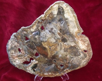 Madera petrificada de la más alta calidad/Gran rebanada de madera petrificada/Gran losa de madera petrificada pulida