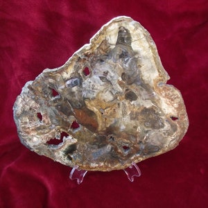Highest Quality Petrified Wood/Large Petrified Wood Slice / Huge Polished Petrified Wood Slab