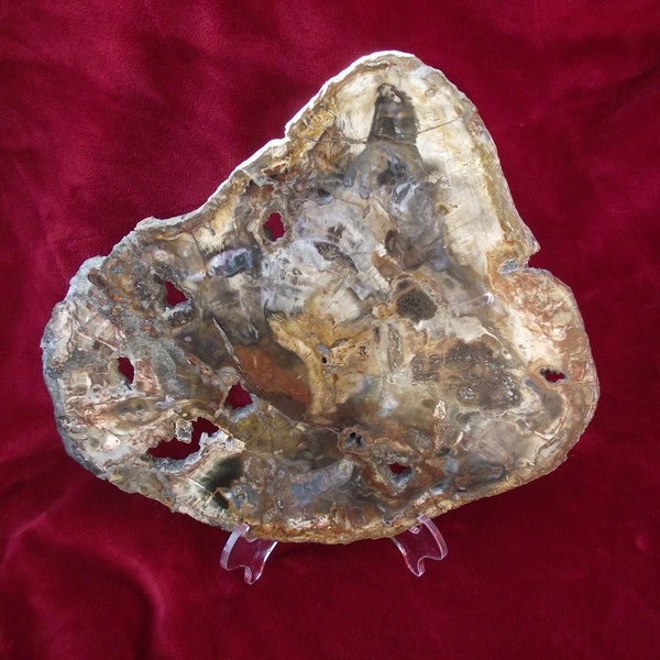 Large Petrified Wood Etsy