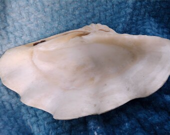 Large Clam Shell / Natural Clam Shell