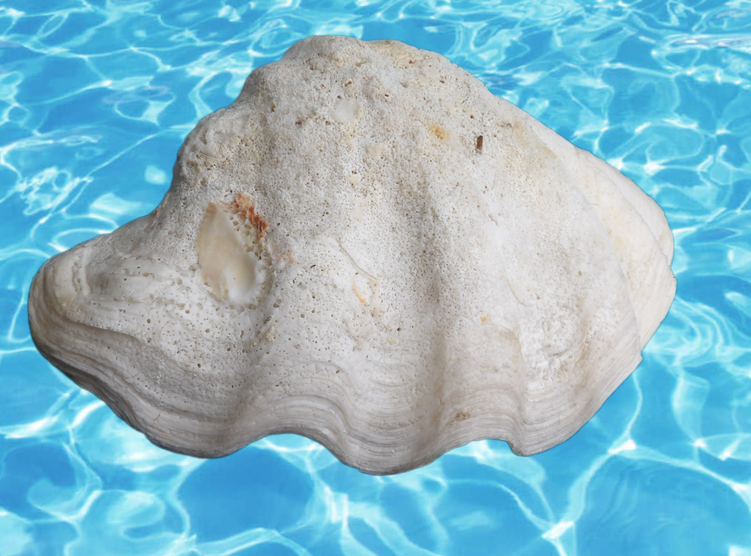 Large Clam Shell Half / Natural Sea Shell - Etsy