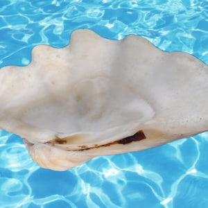 Large Clam Shell Half / Natural Sea Shell