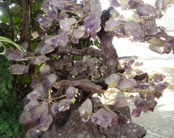 Árbol Bonsái Amatista