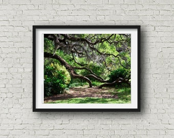Live Oak Tree Print, Spanish Moss Photograph, Tree Branch Photo, Southern Landscape, Dappled Sunlight, Brookgreen Gardens, South Carolina