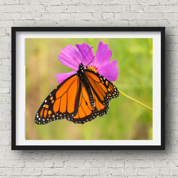 Butterfly and Flower Wall Hanging, Colorful Floral Photo, Enhanced with Painterly Effect,  Monarch Macro Print