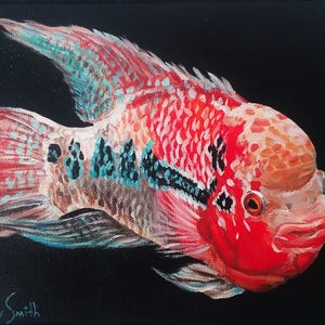 Flowerhorn Cichlid Painting and Prints